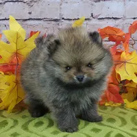 Fajita, a male Pomeranian for sale in Marionville, MO – 7 of 10