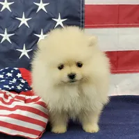 Wynette, a female Pomeranian for sale in Marionville, MO – 4 of 9
