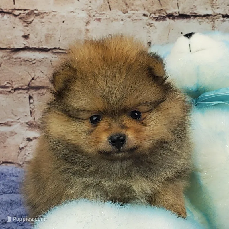 Luke AKC – Pomeranian puppy for sale in Marionville, MO