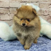 Luke AKC, a male Pomeranian for sale in Marionville, MO – Photo 4 of 4