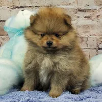 Luke AKC, a male Pomeranian for sale in Marionville, MO – Photo 2 of 4