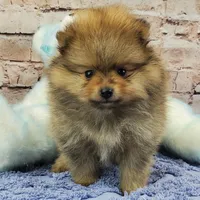 Luke AKC, a male Pomeranian for sale in Marionville, MO – Photo 3 of 4