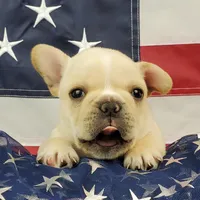 Keoki, a male French Bulldog for sale in Marionville, MO – 8 of 10