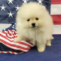 Wynette, a female Pomeranian for sale in Marionville, MO – 8 of 9