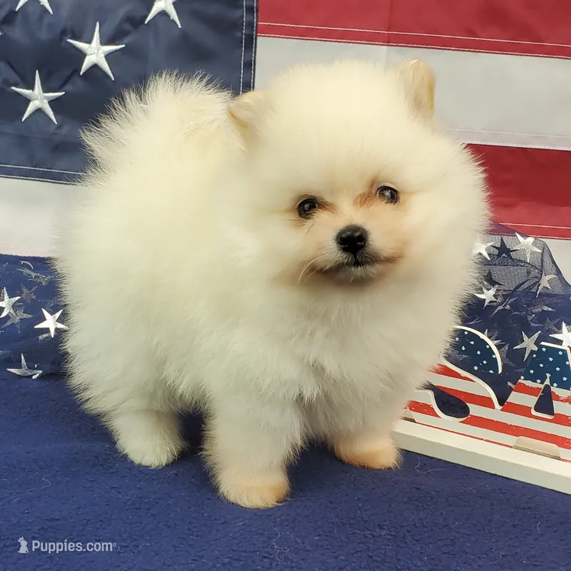 Nash – Pomeranian puppy for sale in Marionville, MO