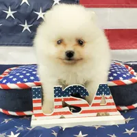 Nugget, a male Pomeranian for sale in Marionville, MO – 7 of 9