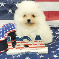 Nugget, a male Pomeranian for sale in Marionville, MO – 9 of 9