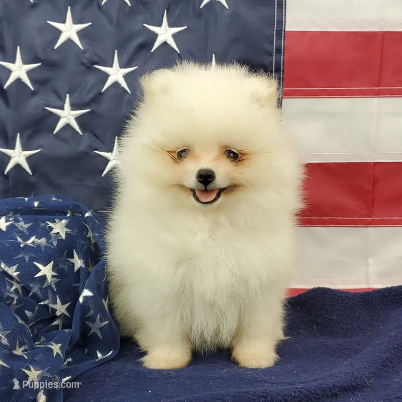 Nugget – Pomeranian puppy for sale in Marionville, MO