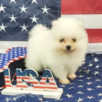 Nugget, a male Pomeranian for sale in Marionville, MO – 2 of 9