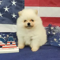 Nash, a male Pomeranian for sale in Marionville, MO – 3 of 8