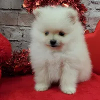 Jolee AKC, a female Pomeranian for sale in Marionville, MO – Photo 8 of 8