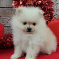 Jolee AKC, a female Pomeranian for sale in Marionville, MO – Photo 3 of 8