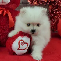 Jolee AKC, a female Pomeranian for sale in Marionville, MO – Photo 6 of 8