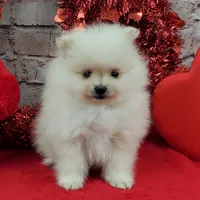 Jolee AKC, a female Pomeranian for sale in Marionville, MO – Photo 2 of 8