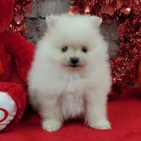 Jolee AKC, a female Pomeranian for sale in Marionville, MO – Photo 5 of 8