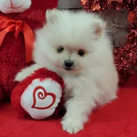 Jolee AKC, a female Pomeranian for sale in Marionville, MO – Photo 1 of 8