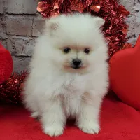 Jolee AKC, a female Pomeranian for sale in Marionville, MO – Photo 4 of 8