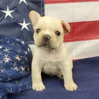 Keoki, a male French Bulldog for sale in Marionville, MO – 2 of 10