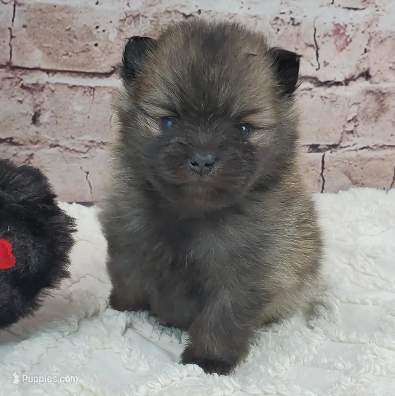 Trinity – Pomeranian puppy on hold in Marionville, MO