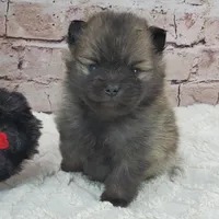 Trinity, a female Pomeranian for sale in Marionville, MO – 1 of 1
