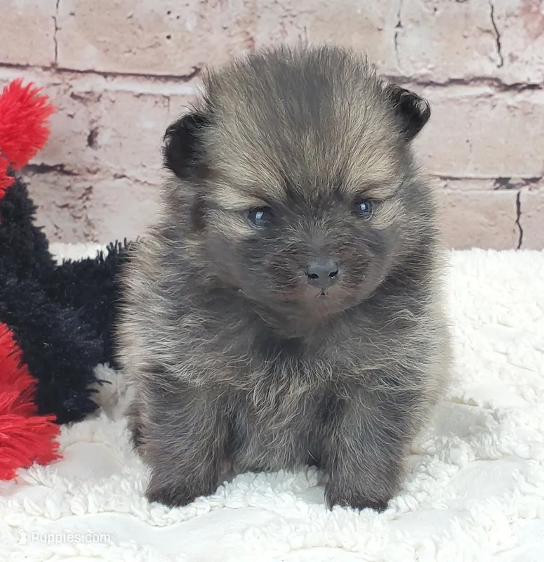 Tulip – Pomeranian puppy on hold in Marionville, MO