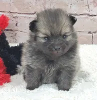 Tulip, a female Pomeranian for sale in Marionville, MO – 1 of 1