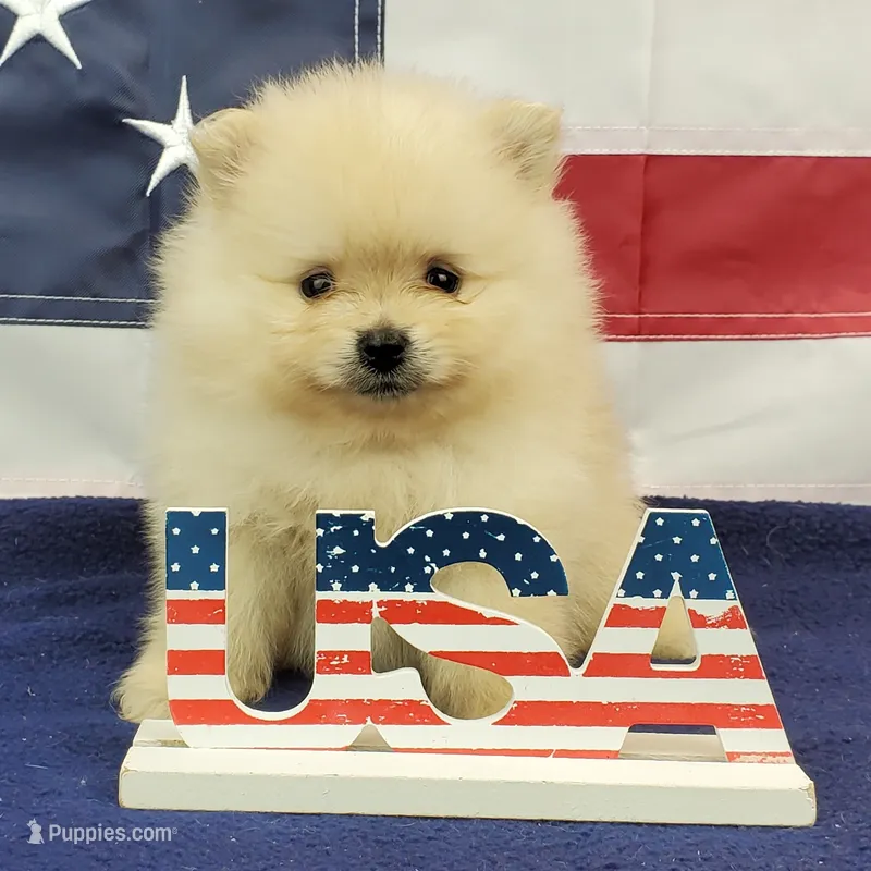 Wrangler – Pomeranian puppy for sale in Marionville, MO