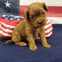 Suki, a female Cavapoo for sale in Marionville, MO – 4 of 7