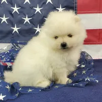 Juliette, a female Pomeranian for sale in Marionville, MO – 7 of 7