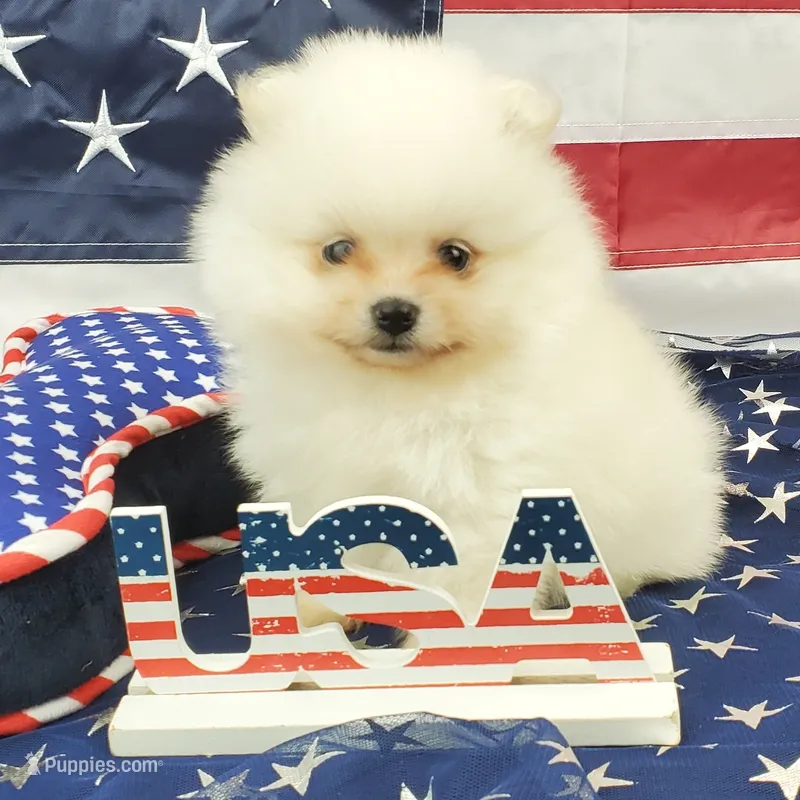Nugget – Pomeranian puppy for sale in Marionville, MO