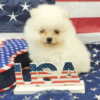 Nugget, a male Pomeranian for sale in Marionville, MO – 1 of 9