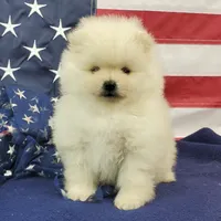 Juliette, a female Pomeranian for sale in Marionville, MO – 6 of 7