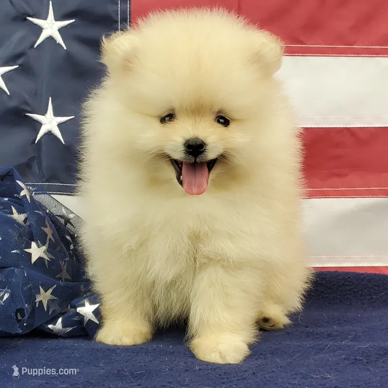 Wrangler – Pomeranian puppy for sale in Marionville, MO
