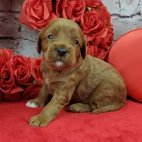 Spanky, a male Cavapoo for sale in Marionville, MO – Photo 2 of 7