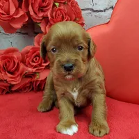 Spanky, a male Cavapoo for sale in Marionville, MO – Photo 6 of 7