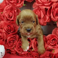 Spanky, a male Cavapoo for sale in Marionville, MO – Photo 4 of 7