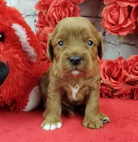Spanky, a male Cavapoo for sale in Marionville, MO – Photo 1 of 7