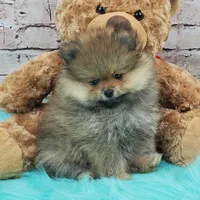 Jax, a male Pomeranian for sale in Marionville, MO – 5 of 6