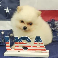 Nash, a male Pomeranian for sale in Marionville, MO – 4 of 8