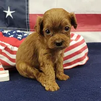 Suki, a female Cavapoo for sale in Marionville, MO – 2 of 7