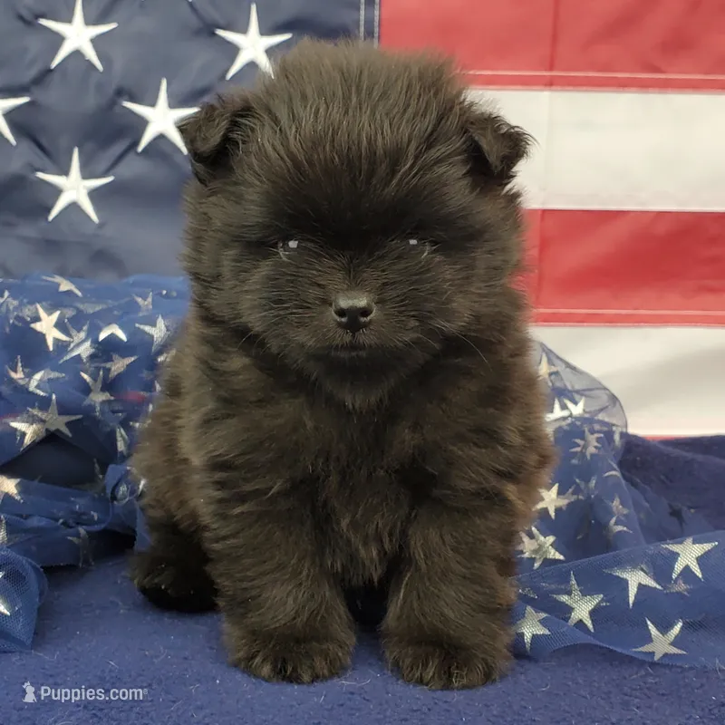 Nash – Pomeranian puppy for sale in Marionville, MO