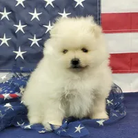 Juliette, a female Pomeranian for sale in Marionville, MO – 2 of 7