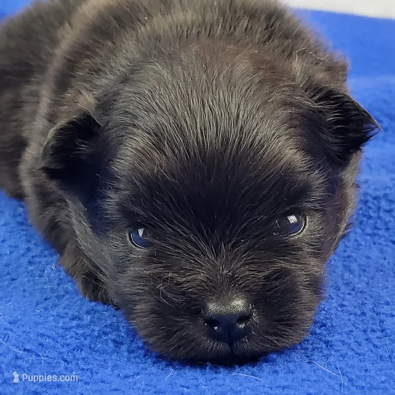 Nash – Pomeranian puppy for sale in Marionville, MO