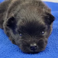 Nash, a male Pomeranian for sale in Marionville, MO – 1 of 5