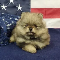Jolee, a female Pomeranian for sale in Marionville, MO – 5 of 10