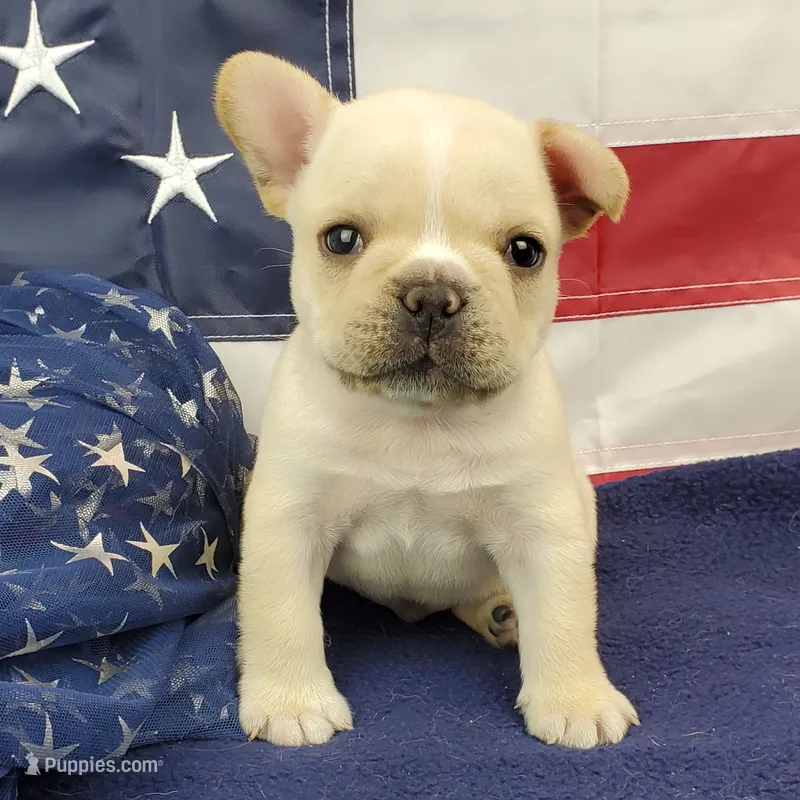 Keoki – French Bulldog puppy for sale in Marionville, MO