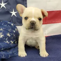 Keoki, a male French Bulldog for sale in Marionville, MO – 1 of 10