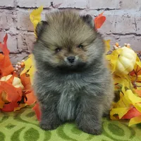 Fajita, a male Pomeranian for sale in Marionville, MO – 6 of 10