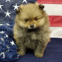 Jax, a male Pomeranian for sale in Marionville, MO – 1 of 9