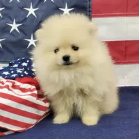 Wynette, a female Pomeranian for sale in Marionville, MO – 6 of 9